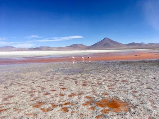 Lagune salée avec flamants roses et montagnes en arrière-plan sous un ciel bleu.