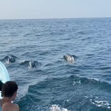 Un enfant observe des dauphins nageant près du bateau sur une mer calme.