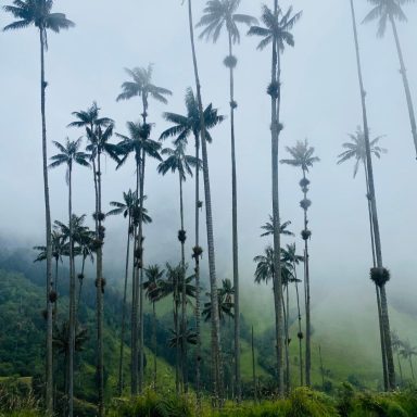 Rameaux de palmiers élancés dans un paysage brumeux et verdoyant.