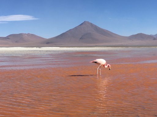 Flamant rose se tenant dans une lagune rouge avec des montagnes en arrière-plan.