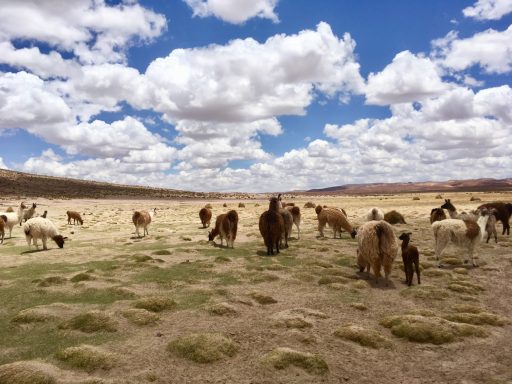 Un troupeau de vaches paissant sous un ciel nuageux et bleu.